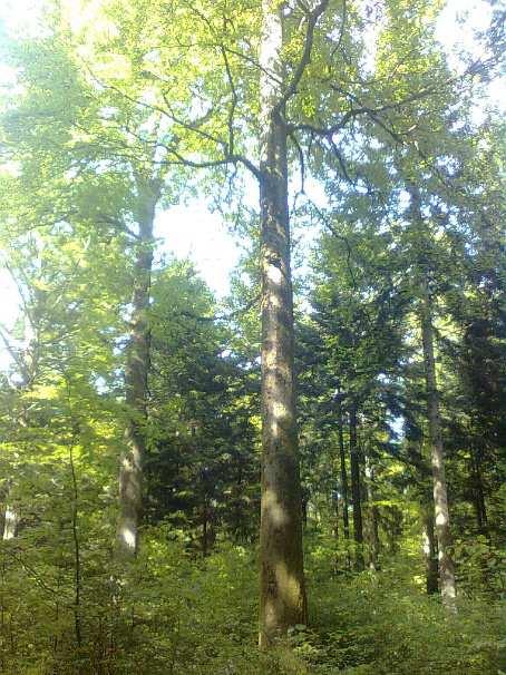 Abb. 13: Waldbestand und markante Altbäume am Standort WEA4.