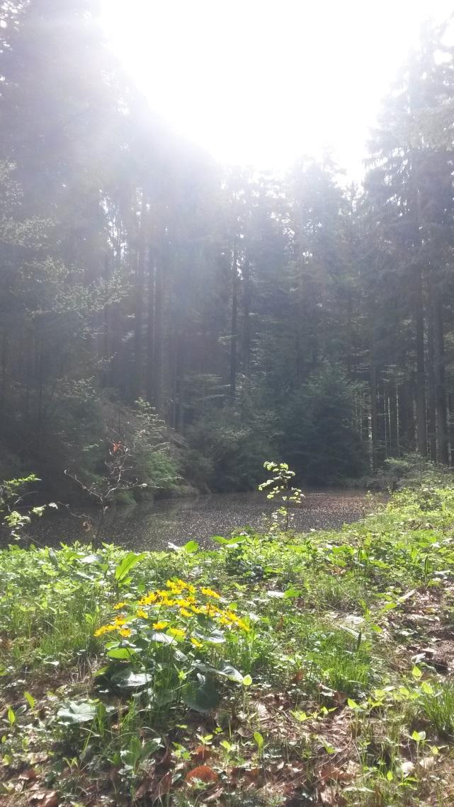 Monats-Channeling von Erzengel Raphael Im Mai 2018 Seid mir gegrüßt oh ihr meine Geliebten.