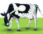 Mittelstufe Lösung Speisezettel von Kuh und Mensch Aufgabe 2 Eine Milchkuh frisst im Sommer täglich bis zu 100 kg Gras. Im Winter bekommt sie Heu, Silage und bis zu 2 kg Ergänzungsfutter.