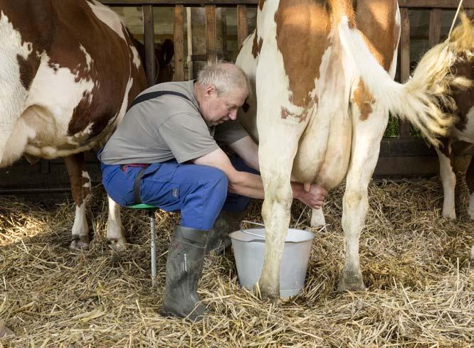 Mittelstufe Melkleistung der Kühe Aufgabe Bauer Lehmann melkt jeden Tag seine 15 Kühe.
