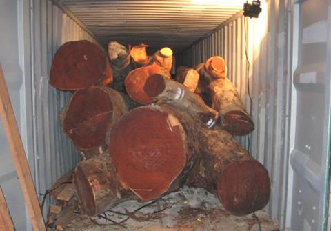 Herkunft von illegal eingeführtem Mahagoni-Holz
