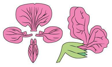 Duftende Platterbse Die duftende Platterbse, auch Edelwicke oder Duftwicke genannt, gehört zur Pflanzenfamilie der Hülsenfrüchtler (Fabaceae). Ihr wissenschaftlicher Name lautet Lathyrus odoratus.
