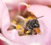 2- Kalifornische Mandeln: Wildbienen fliegen bei