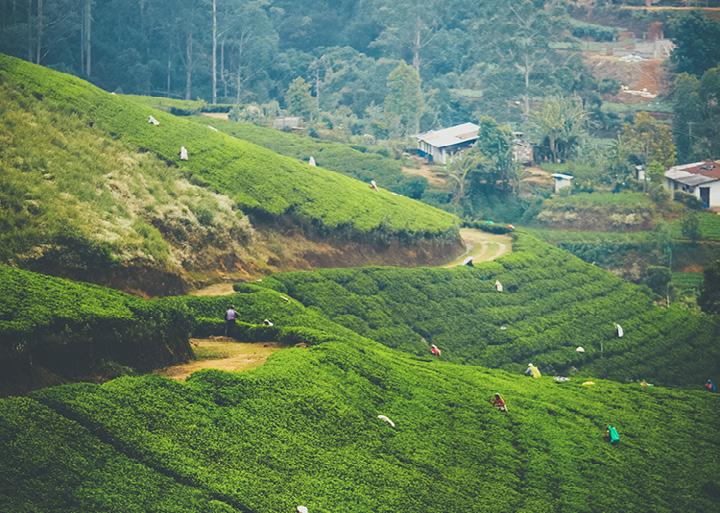 Folgende treffen vor allem auf den Darjeeling zu: aa First Flush: Im Frühjahr von Mitte März bis Anfang April findet die erste Teeernte nach dem Winter statt.