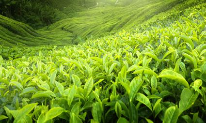 Die Geschmacksvielfalt resultiert aus unterschiedlichen Anbaugebieten, Erntezeitpunkten und Weiterverarbeitungsprozessen. Daher gibt es weltweit eine Vielzahl an unterschiedlichen Tees.