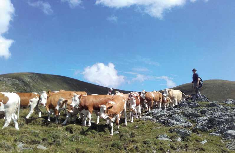 Rinderzucht in Kärnten Betriebszweig ist die Aufzucht von Zuchtstieren für Milchvieh- und Mutterkuhbetriebe.