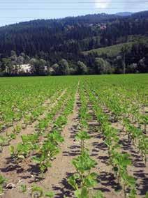 Familie Fritzer ist wohl der erste Soja-Silage-Pionierbetrieb in Österreich. Seit 2014 wird damit experimentiert und Soja zur Silagegewinnung unter der Anleitung der Bayern-Genetik angebaut.