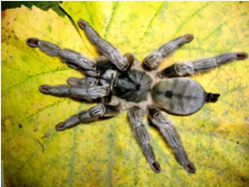 Chromatopelma. Sie lebt im Norden Venezuelas.