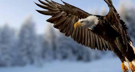 Der Adler Positive Schlagwörter Verbindung zum spirituellen Bewusstsein und zum Schöpfer Wo hilft das Tier?