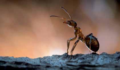 Die Ameise Positive Schlagwörter Fleiß, Heilkraft und Verbindung mit der Energie von Mutter Erde Wo hilft das Tier? Die Ameise zeigt dir, was gerade zu tun ist.