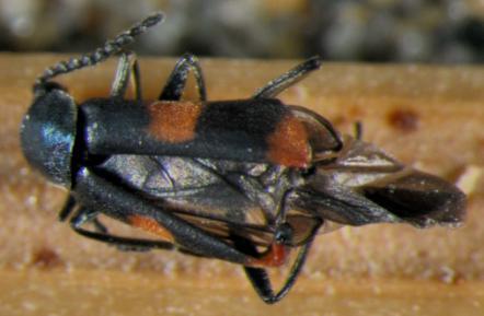 Anthocomus fasciatus (Malachiidae) Nahrung: