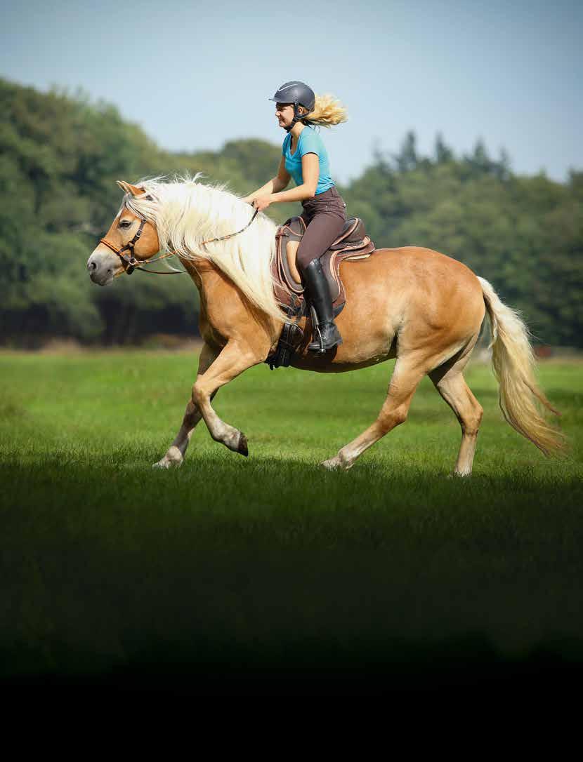 Sattelberatung durch das Barefoot Pferdephysiotherapeuten-Team Vor dem Sattelkauf empfehlen wir eine kostenlose Online-Sattelberatung durch unser erfahrenes Pferdephysiotherapeuten-Team.