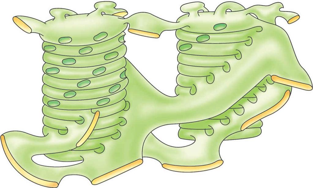 Feinbau der Chloroplasten Grana- und Stromathylakoide stellen ein