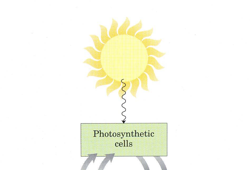 Chloroplasten-Funktionen Photosynthese Unter Nutzung der Energie des Sonnenlichts werden aus CO 2 und H 2 O Kohlenhydrate gebildet, die heterotrophen Organismen als Energiequelle und Baustoffe dienen.