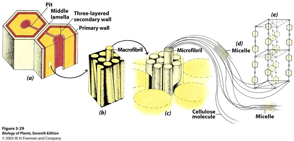 Die Struktur der Zellwand Cellulose-Fibrillen bilden das Gerüst. Ungefähr 100 Cellulose-Ketten lagern sich zu einer Elementarfibrille zusammen.