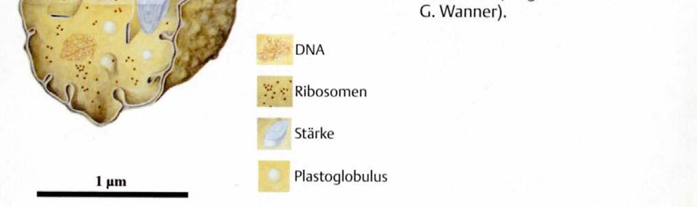 Man unterscheidet verschiedene Typen von Plastiden, die sich alle aus Proplastiden entwickeln.