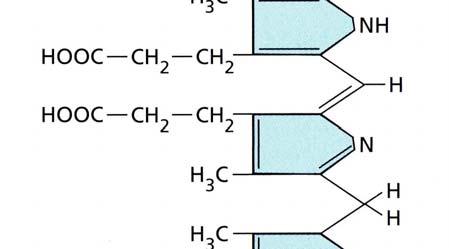 Plastiden-Pigmente Chlorophylle - besitzen ein Porphyrinring-System, in dessen Zentrum sich ein Magnesium- Atom befindet, - sind für die Grünfärbung der Pflanzen verantwortlich Phycobiline: Taiz &