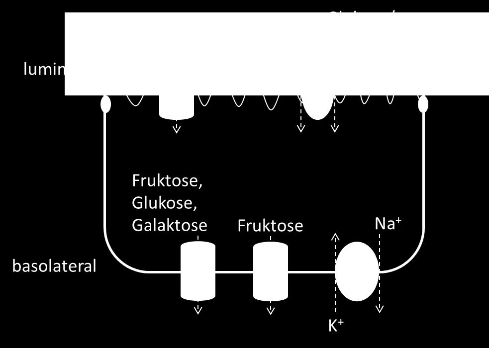 Physiologie der FODMAP-Resorption Mechanismen des Monosaccharidtransports im Dünndarm am Beispiel der Fruktose, Glukose und Galaktose Adaptiert nach