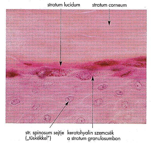 1 Stratum basale (germinativum) 2 Stratum polygonale (spinosum,