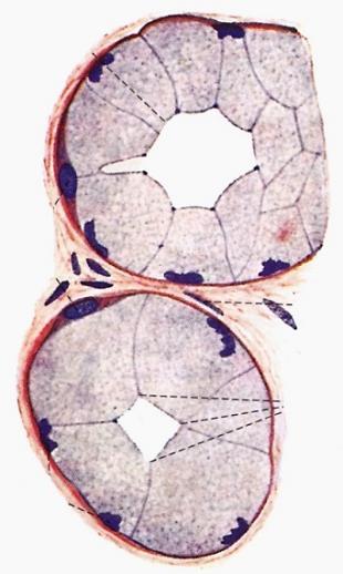 angefärbte Sekretionsgranülen im apikalen 2/3 der Zelle seröse Endstücke - basales 1/3 der Zelle basophil (Zellkern, rer, Golgi) - englumige Endkammer Gemischt: -