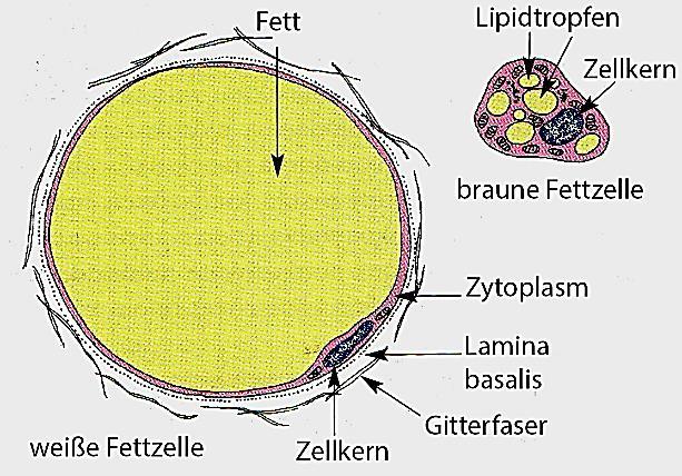 Fettpolster der Fußsohle - Wärmebildung (Zytoplasm reich an Mitochondrien) - viele kleinen Lipidtropfen im Zytoplasm - in