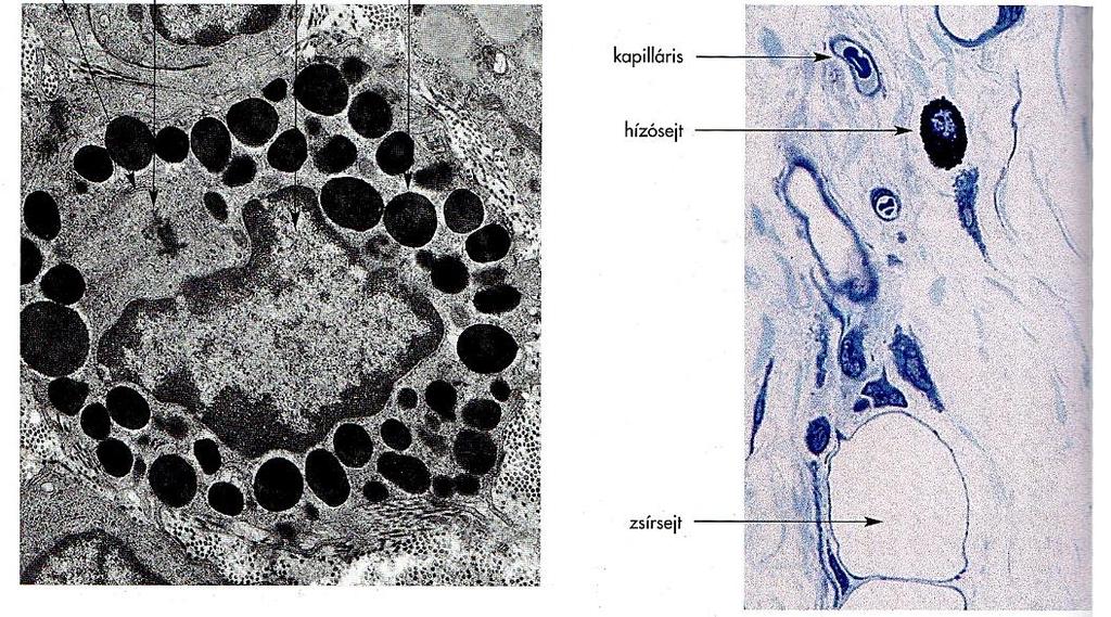 b. Bindegewebe, Lunge, lymphatische Organe, Haut usw.