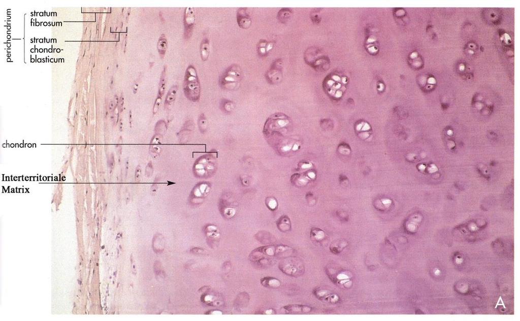 Hyaliner Knorpel Chondrone: (2-8) Knorpelzellen Kollagenfasern: