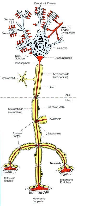 Nervengewebe Allgemeiner Aufbau einer Nervenzelle: Perikaryon (Zelleib mit Zellkern) Fortsätze: ein oder mehrere Dendriten