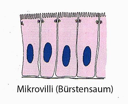 anausstülpungen; z.b.: Dünndarm keine aktive Bewegung Stereozilien: länger und dicker als Mikrovilli z.