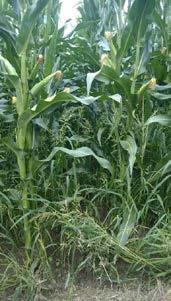 Trockenheit und leichte Böden beeinträchtigen die Unkrautbekämpfung und zusammen wirkt sich dies negativ auf Mais ertrag und -qualität aus.