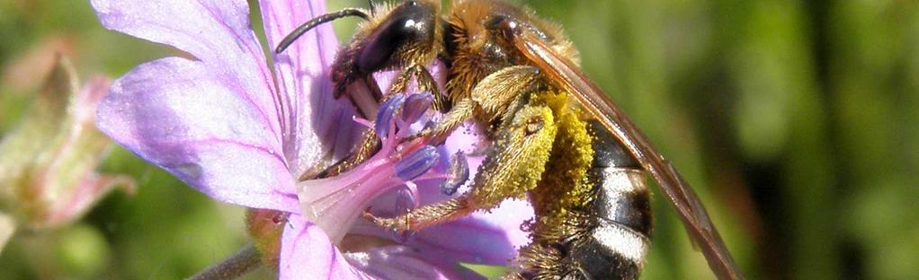 Pollenquelle spezialisiert und fliegt