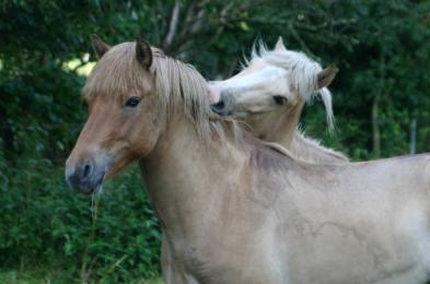 MRSA bei Tieren: 2 Problemkreise Nosokomiale Problematik MRSA in Tierkliniken Überwiegend humane Stämme Pferde und Kleintierkliniken ST 398 bei Hobbytieren