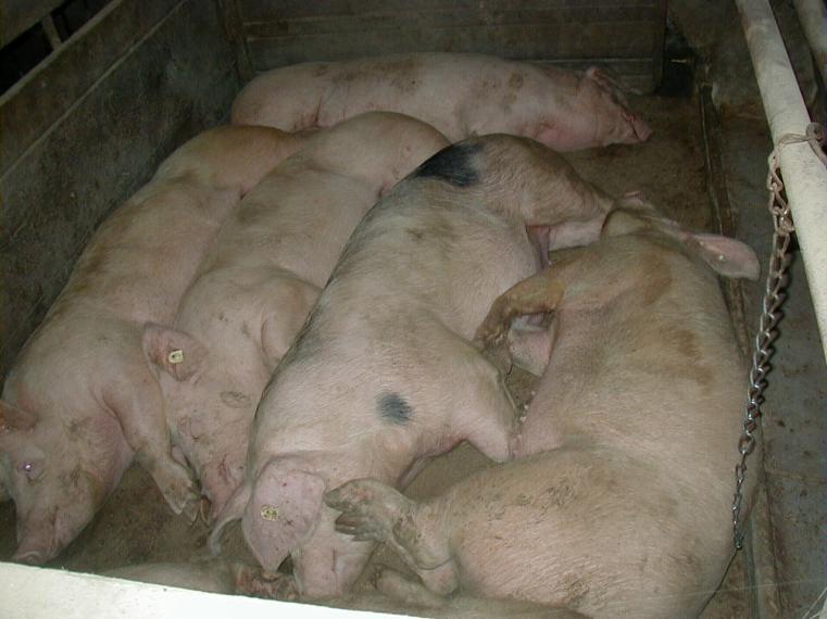 MRSA Nachweise in DE beim Schwein I Zuchtschweine in 2008 EU-weites Monitoringprogramm (co-finanziert) Ergebnisse werden derzeit von der EFSA ausgewertet DE: 41,8 % positive Bestände (84/201)