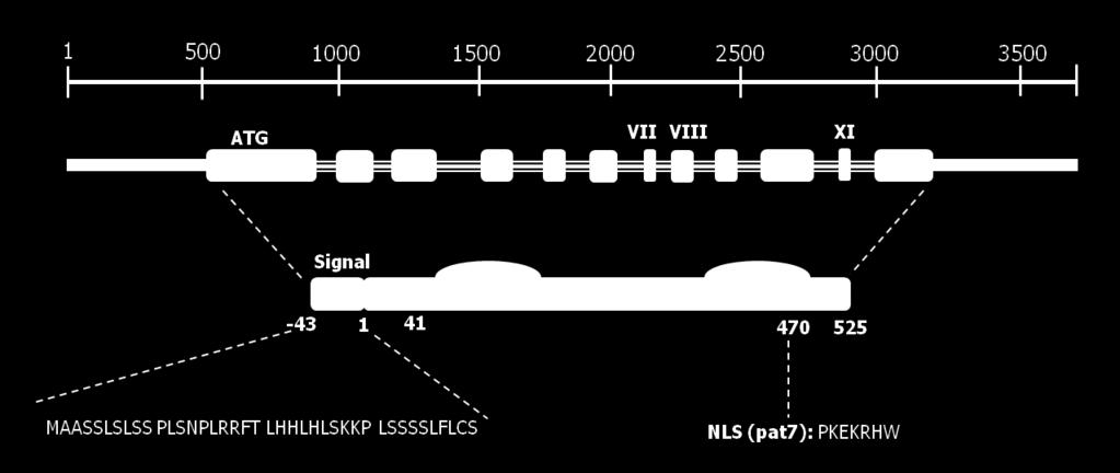 8: Arabidopsis thaliana cry3 Struktur: a DNA-Sequenz des CRY3-Gens mit Exon I-XII (oben) sowie das resultierende Protein (unten) mit seiner