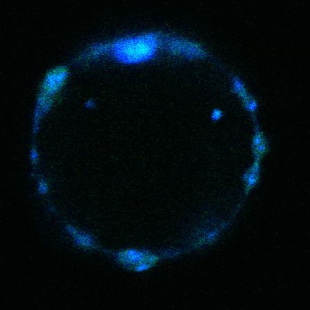 Man sieht eine starke Überlagerung der Signale im Zellkern (GFP: zwei Nucleoli, Vybrant: gesamter Kern). b Aufnahme einer Wildtyp-Mesophyllzelle.
