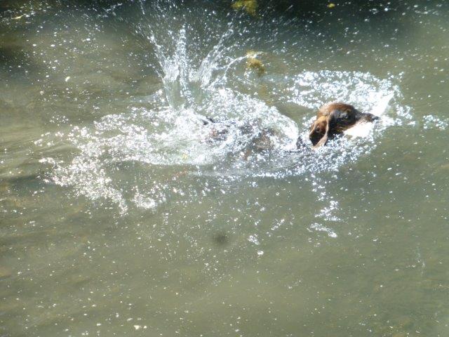 Begleitheprüfung 28.06.2015 Einer 12 Prüflinge hatte soeinmal viel Wasserfreude, zurückkam auch Schwinge nicht apportierte.