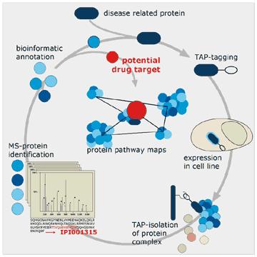 Proteinstruktur und Ligandenbindung III Zell- bzw.
