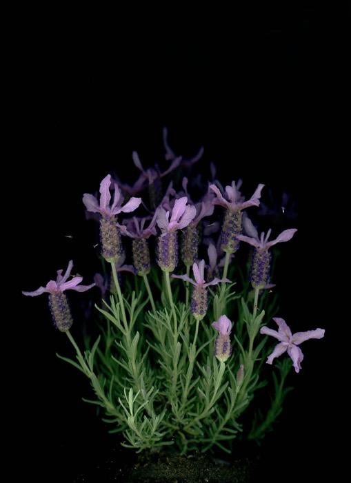 Lavendel (Lavandula augustifolia), 2018, Echt
