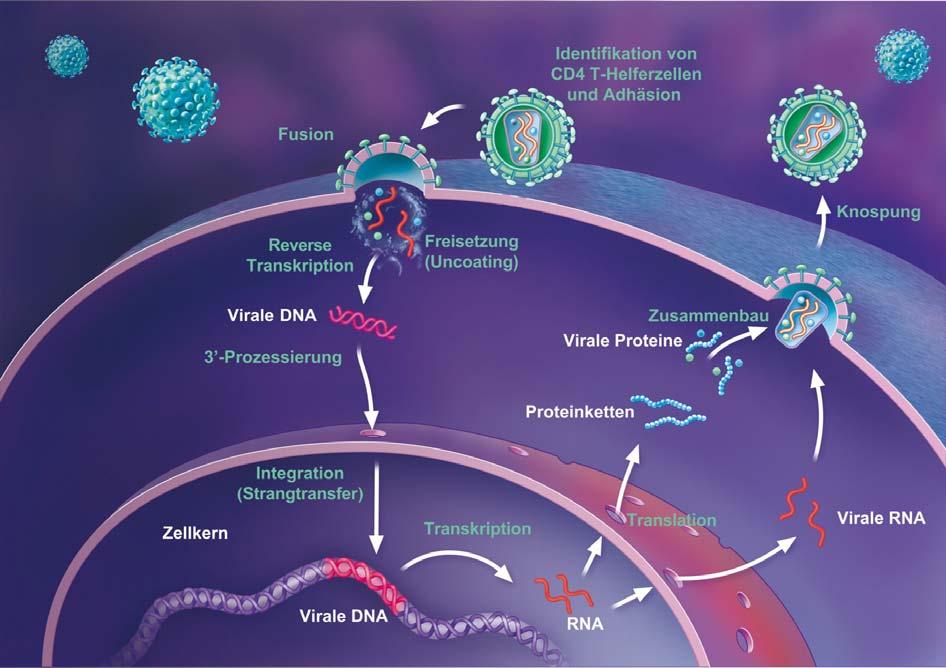 Fusions-Inhibitoren/ CCR5-Antagonisten Integrase- Inhibitoren Reverse- Transkriptase- Inhibitoren (NRTI, NNRTI) Protease- Inhibitoren Abbildung 2: Lebenszyklus des HI-Virus und Ansatzpunkte der