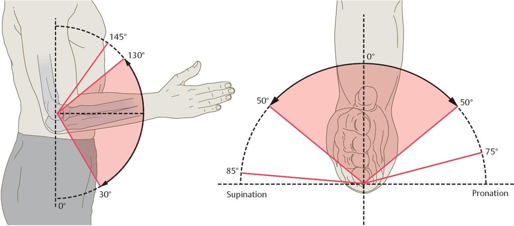 ANATOMIE 2 Mechanik Die Articulatio cubiti erlaubt Bewegungen in 2 Ebenen: Flexion / Extension Supination (ist die Außendrehung der Hand, der Daumen zeigt nach lateral, die Hohlhand nach ventral)