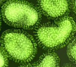 Allgemeines zu Influenza-Viren Das Virus Form: ungefähr rund Grösse: ca.