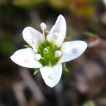 deutlichen Reihen, oft etwas rot überlaufen Sempervivum montanum Berg-Hauswurz Crassulaceae Fleischige Blätter in kleinen Rosetten (1-3 cm), ohne spinnwebige Wollhaare; Blüten violett Geum montanum