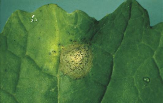 Wurzelhals- und Stängelfäule I (Phoma lingam) Schadbild am Blatt: Nach Ausbildung der ersten Laubblätter können darauf wachsende Flecken mit erst gelbem, dann braunem Rand entstehen.