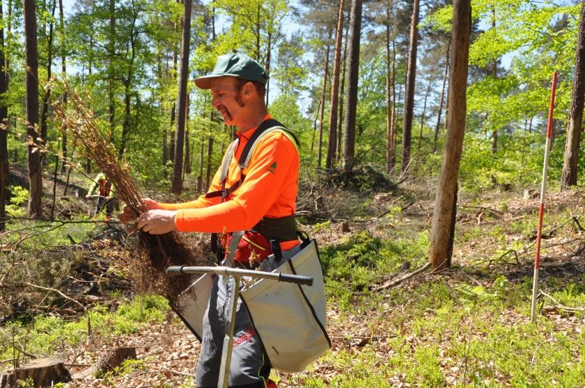 Waldumbau / Walderneuerung / Erstaufforstung Waldumbau ist eine gesamtgesellschaftliche und generationenübergreifende Aufgabe Jagd ist ein Instrument des Waldbaus Schaffung ökologisch stabiler und