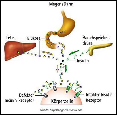 Dieses Mehr an Insulin führt zu einer Herabregulation der Insulinrezeptoren (Schlüsselfunktion) an den glucoseverbrauchenden Zellen (Muskel-, Leber -, Fettzellen).