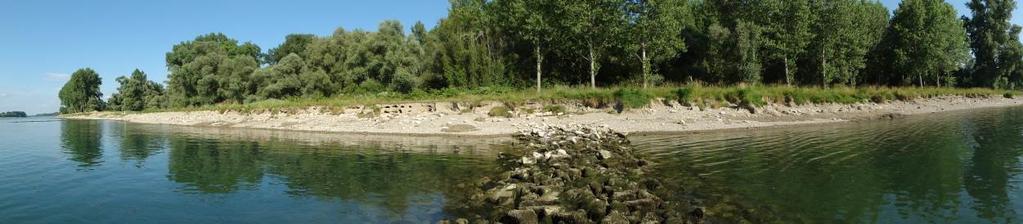 Dieses Bild der Makrophytenvegetation ist typisch für lange Abschnitte des Rheins, dessen Ufer durch die steil geneigten, gepflasterten oder mit Flussbausteinen gesicherten Böschungen in sehr
