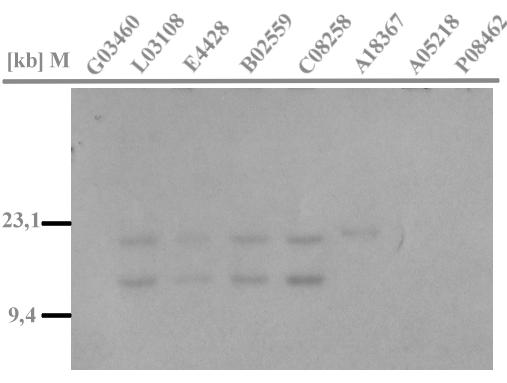 Die Endsequenzierung des Klones J2298 führte zur Identifikation eines Mikrosatelliten (4.2.2), der zur Überprüfung der PAC-Klone verwendet wurde.