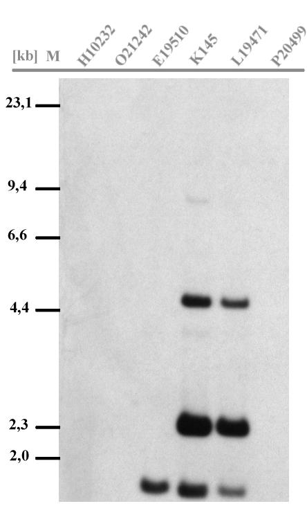 Ergebnisse 104 Aufgrund von Daten der Maus-MHC-Kartierung (Amadou et al.