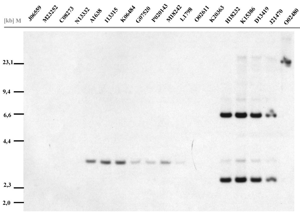 Ergebnisse 111 Abb. 34: Southernblot-Hybridisierung BamHI-gespaltener PAC-Klone mit der RT1-M3-Probe. Es sind nicht alle Klone auf dem Blot repräsentiert. Links ist der Längenstandard angegeben.