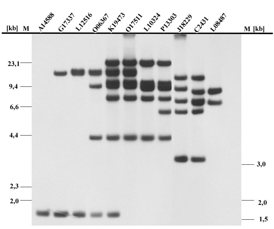 Ergebnisse 71 Abb. 12: Southernblotanalyse von BamHI verdaute DNA von PAC-Klonen des Contigs 1 mit der α1-probe. Die Bezeichnungen der Klone finden sich über den Bahnen.